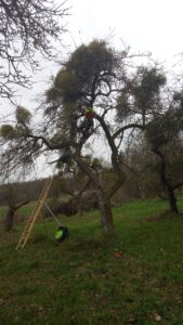 Obstbaum Baumpflege